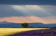 [좋은글] 향원익청香遠益淸 - 향기는 멀수록 더 맑다, 깊은 뜻은 거리를 둬야 잘 안다