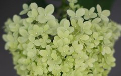 [좋은글] 행복도 심는 것입니다