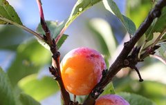 [좋은글] 남자의 정력에 좋은 음식