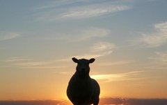 [좋은글] 양아치