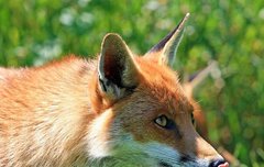 [좋은글] 차호위호借虎威狐 - 호랑이의 위세를 빌린 여우, 남의 힘에 의지하여 위세를 부림