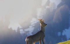 [좋은글] 각자무치角者無齒 - 뿔이 있는 짐승은 이가 없다, 한 사람이 재주나 복을 다 가질 수 없다