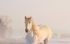 [좋은글] 백마비마白馬非馬 - 흰 말은 말이 아니다, 교묘한 억지 논리 