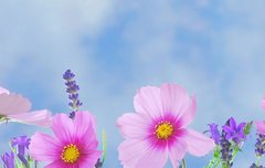 [좋은글] 해어화解語花 - 말을 이해하는 꽃, 미인을 가리키는 말