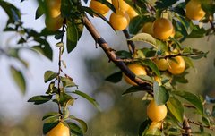 [좋은글] 도방고리道傍苦李 - 길가에 있는 쓴 자두 열매, 남에게 버림받음을 비유해 이르는 말