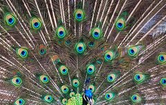 [좋은글] 초요과시招搖過市 – 허풍을 떨며 자랑하고 다니다.