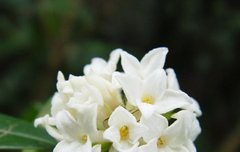 [좋은글] 【백서향】