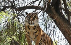 [좋은글] 조호이산調虎離山 - 호랑이를 꾀어 산을 떠나게 하다, 강한 적은 약화시킨 뒤 공격한다