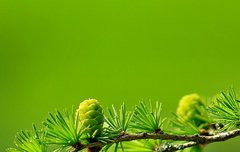 [좋은글] 기파편작耆婆扁鵲 - 인도와 중국의 명의, 명의의 대명사