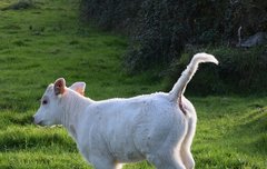 [좋은글] 백구과극白駒過隙 - 흰 망아지가 빨리 달리는 것을 문틈으로 본다.