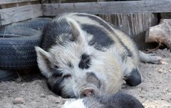 [좋은글] 돈견豚犬 - 미련하고 못난 사람의 비유, 자기의 아들을 낮추어 부르는 말