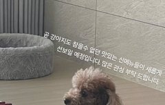 슈가 홀리 근황?