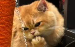 베리레드톡)Tasty paw