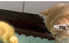 사담)rice로무얼만들까