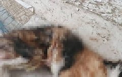 광주 북구 사시는 분들 조심하세요.. 고양이 연쇄 살해범 떴대요 (혐주의)