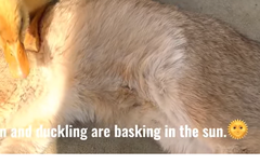 사담)(오리빙의)(지압하며)