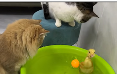 사탕모양글)사탕처럼달콤한베리레드