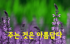 [좋은글] 주는 것은 아름답다 | 네이트 판