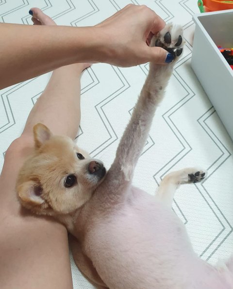 다리가 긴 말티즈 자랑 | 네이트 판