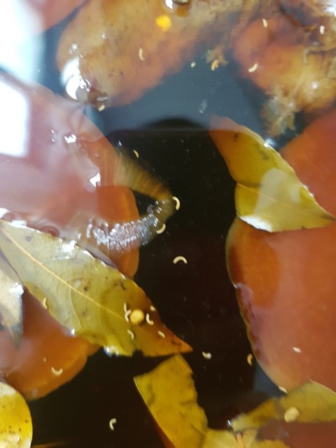 대전 연어장 유충사건- 진상고객 갑질로 폐업위기네 ㅡㅡ