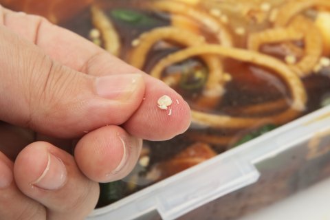 대전 연어장 유충사건- 진상고객 갑질로 폐업위기네 ㅡㅡ