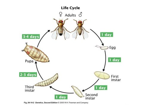 대전 연어장 유충사건- 진상고객 갑질로 폐업위기네 ㅡㅡ