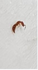 권련침벌(침개미)를 아시나요..? (벌레 사진 주의) | 네이트 판