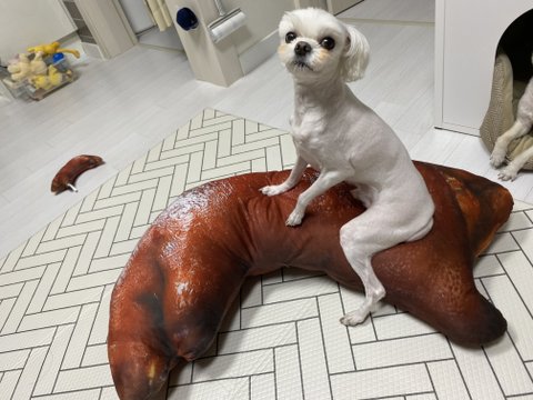다리가 긴 말티즈 자랑 | 네이트 판