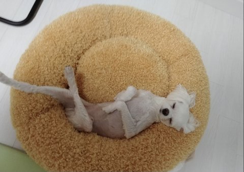 다리가 긴 말티즈 자랑 | 네이트 판