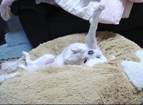 다리가 긴 말티즈 자랑 | 네이트 판