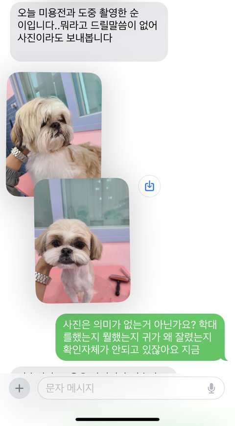 제발 읽어주세요. 애견샵 미용중 강아지 귀가 잘렸어요. 학대로 의심되는 멍과 함께