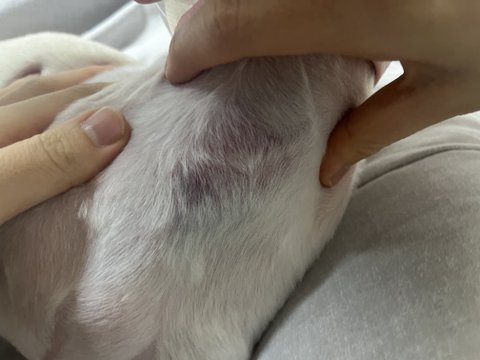 제발 읽어주세요. 애견샵 미용중 강아지 귀가 잘렸어요. 학대로 의심되는 멍과 함께