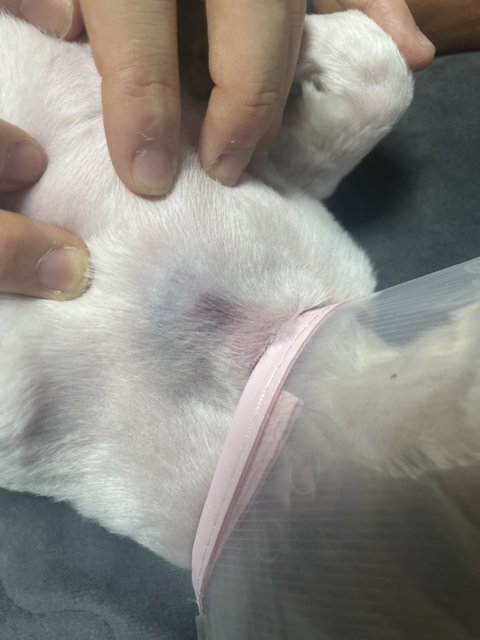 제발 읽어주세요. 애견샵 미용중 강아지 귀가 잘렸어요. 학대로 의심되는 멍과 함께