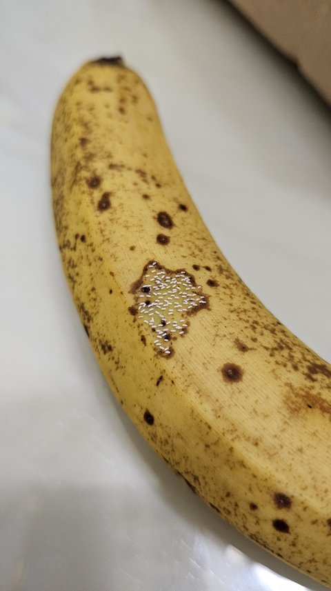 (극혐주의) 바나나에 흰 쌀알 같은 거 뭐죠? 벌레 알 인가요?