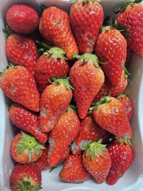 논산딸기축제에서 곰팡이 핀 딸기 사게 됨