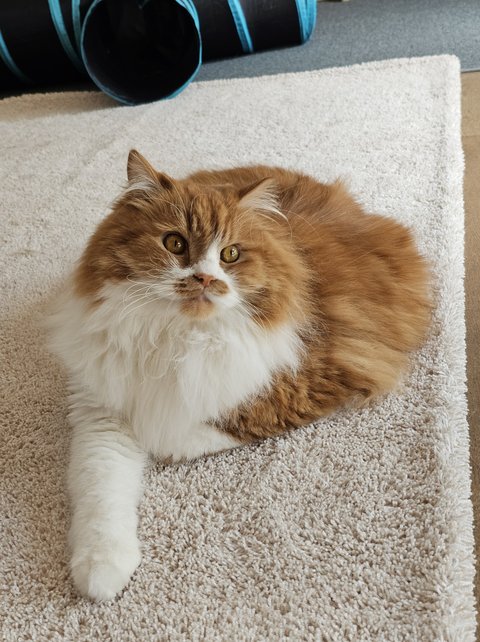 큰 아기냥 호빵이와 진짜 아기냥 만두-53