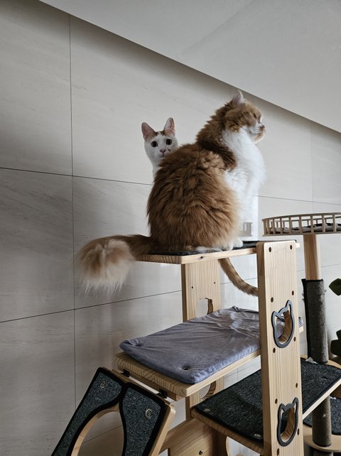 큰 아기냥 호빵이와 진짜 아기냥 만두-53