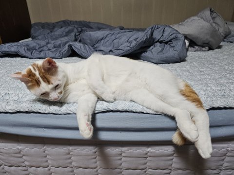 큰 아기냥 호빵이와 진짜 아기냥 만두-53