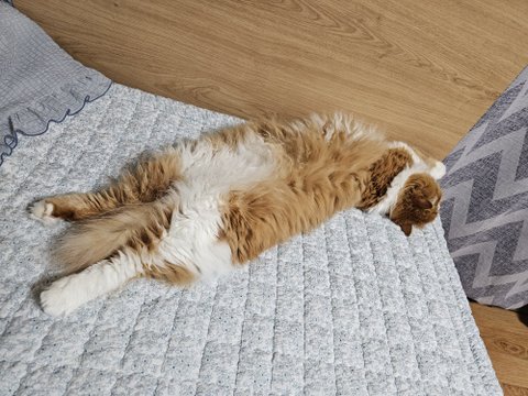 큰 아기냥 호빵이와 진짜 아기냥 만두-53