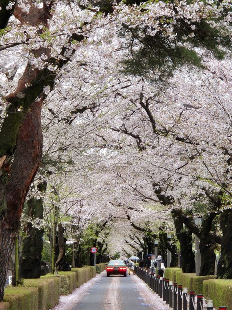 엔하이픈 성훈 벚꽃남친짤 올리고 한 말