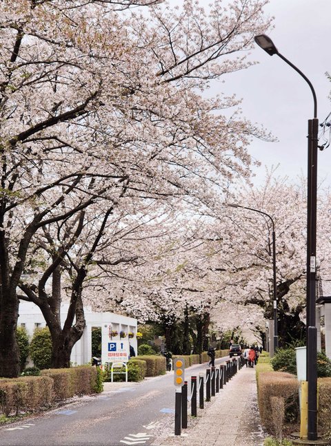 엔하이픈 성훈 벚꽃남친짤 올리고 한 말
