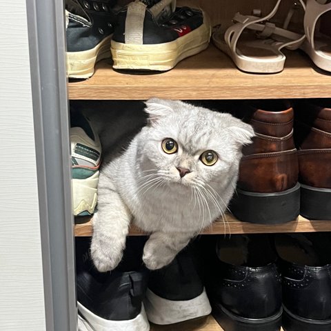 귀여워서 퍼온 고양이 사진