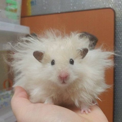 근데 성한빈 머리 뭐에여?