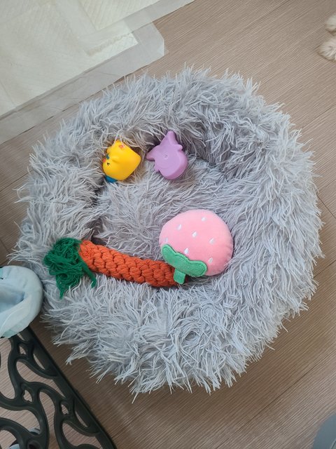 애견분양으로 문의 드립니다