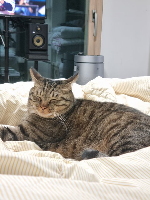 고양이를 알려고 하지 말아라