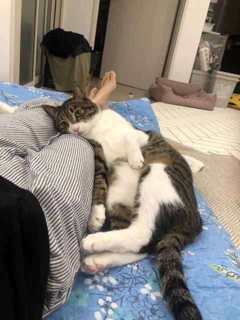 고양이를 알려고 하지 말아라