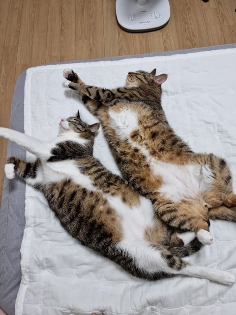 고양이를 알려고 하지 말아라