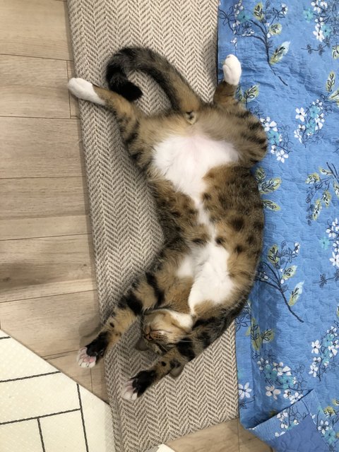 고양이를 알려고 하지 말아라