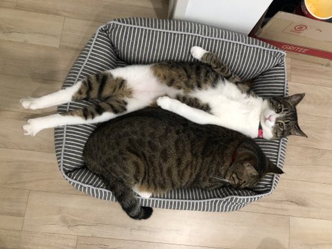 고양이를 알려고 하지 말아라