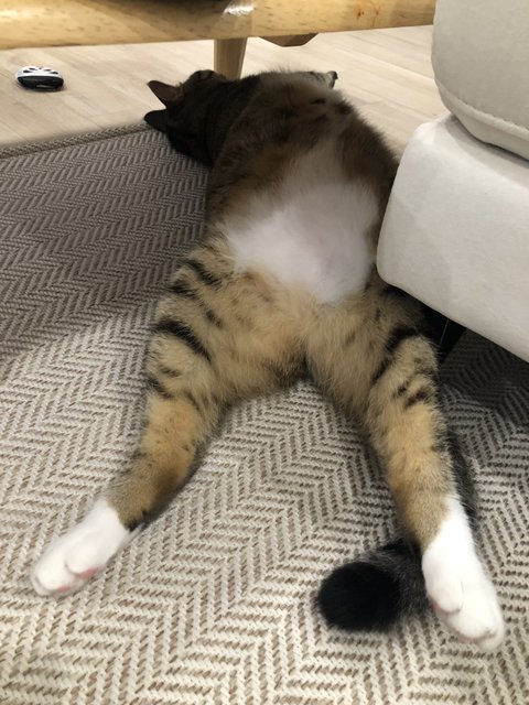 고양이를 알려고 하지 말아라